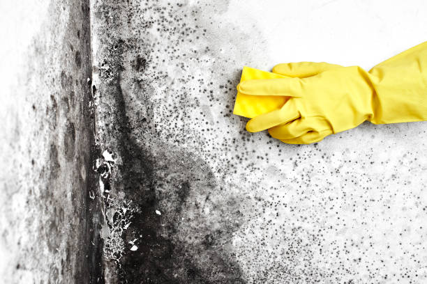 Best White Mold Remediation in Minneapolis, MN