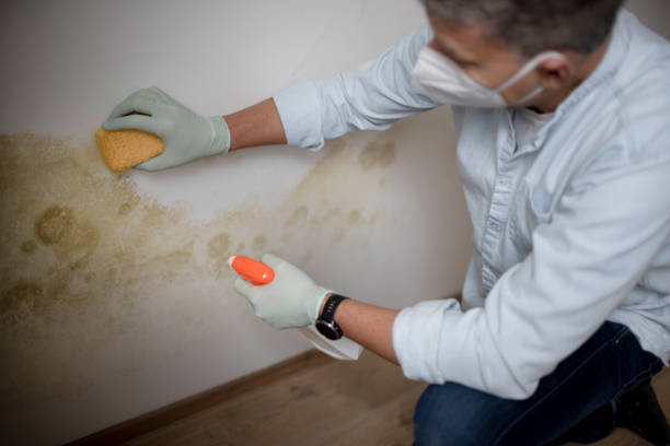 Best Kitchen Mold Remediation in Minneapolis, MN