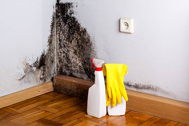 Best Post-Flood Mold Remediation in Minneapolis, MN
