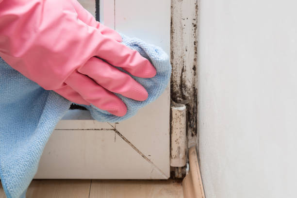 Best Mold Testing and Inspection Services in Minneapolis, MN